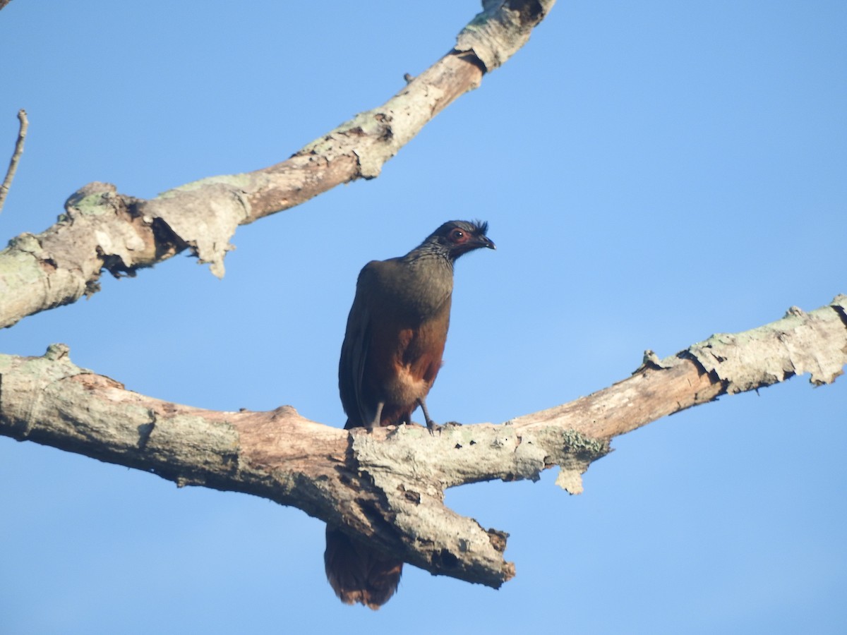 Rufous-bellied Chachalaca - ML647045050