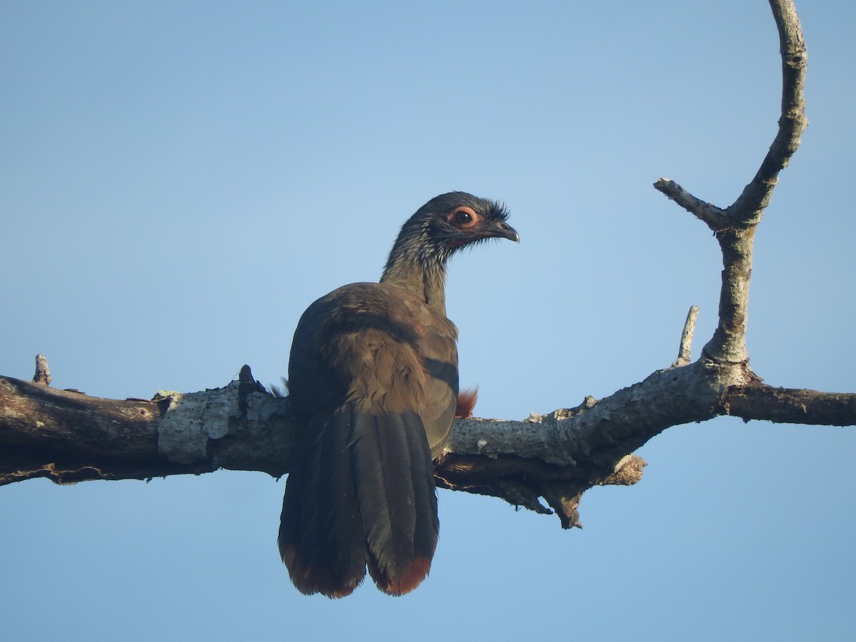Rufous-bellied Chachalaca - ML647045051