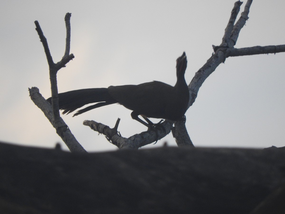 Rufous-bellied Chachalaca - ML647045052
