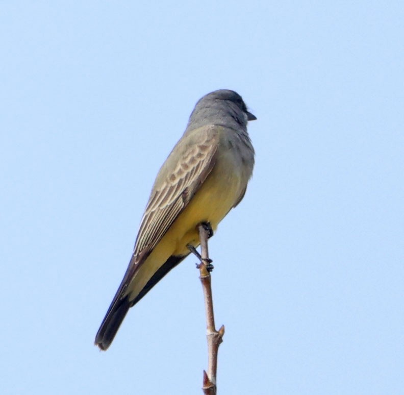 krattkongetyrann - ML647045060