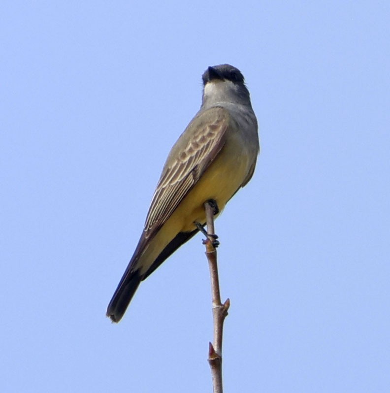 krattkongetyrann - ML647045061