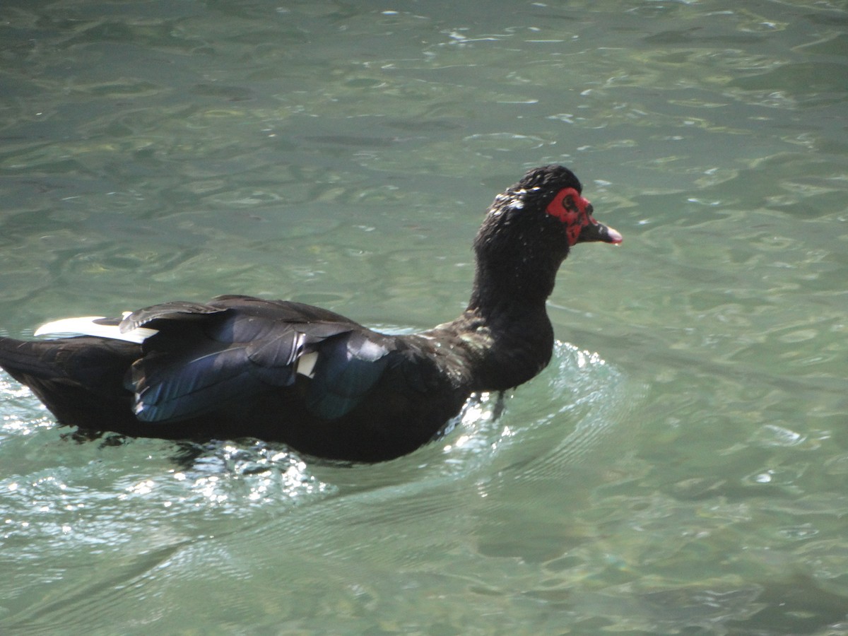 Muscovy Duck (Domestic type) - ML647045090