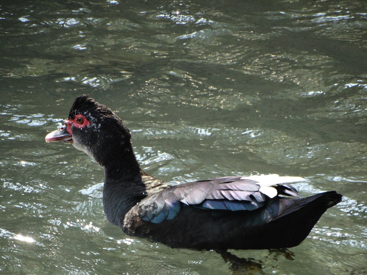 Muscovy Duck (Domestic type) - ML647045091