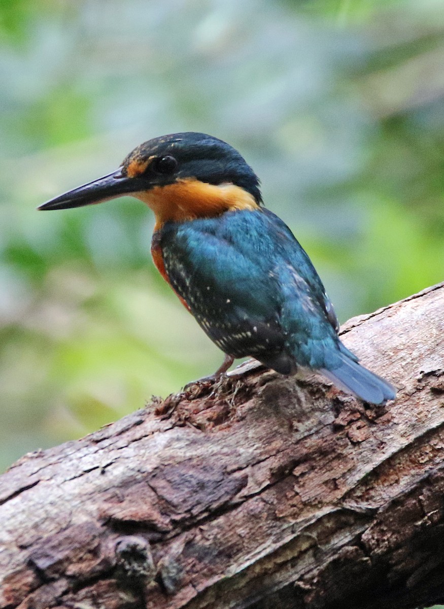 bronseisfugl - ML647045095