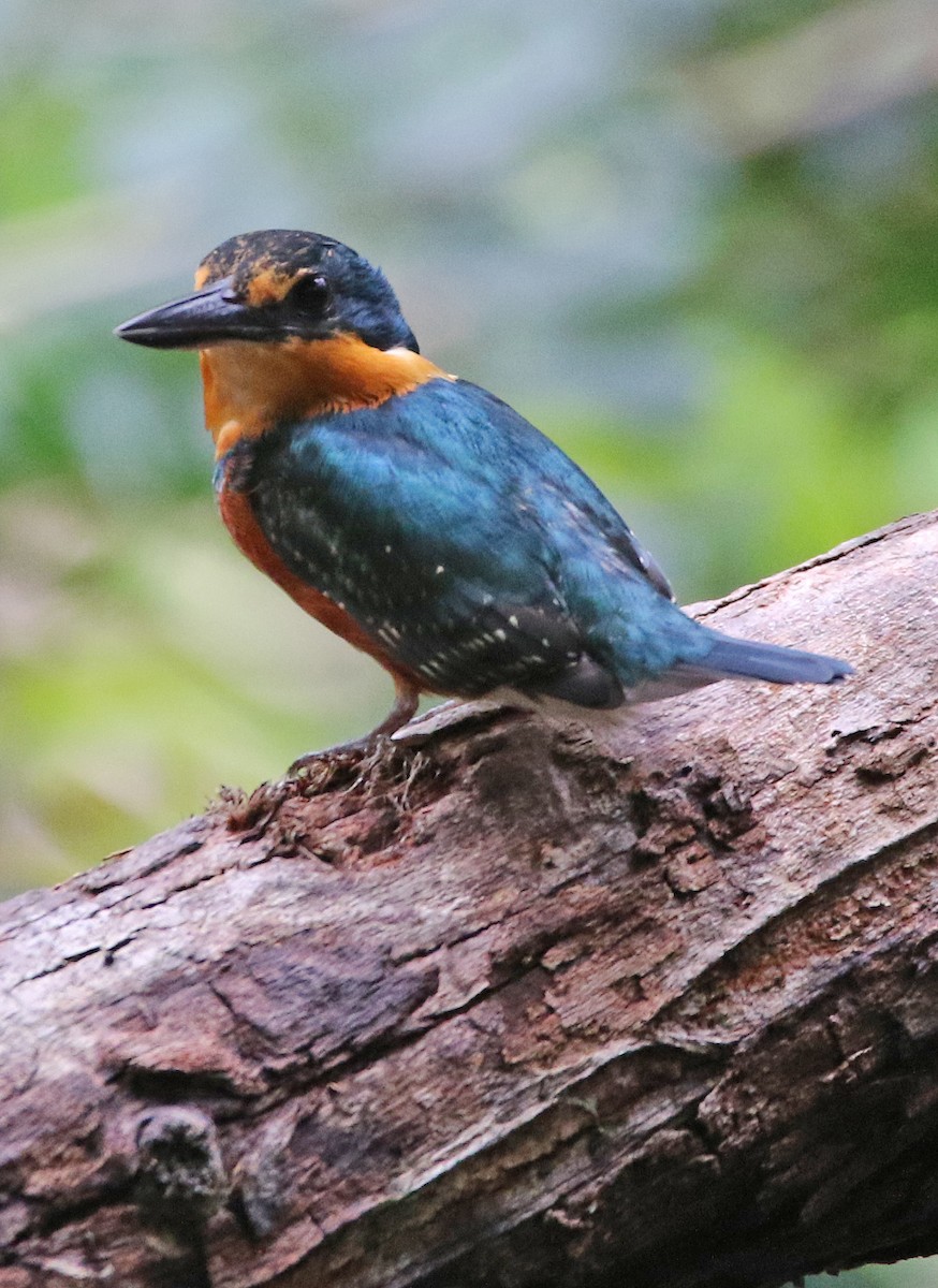 bronseisfugl - ML647045096