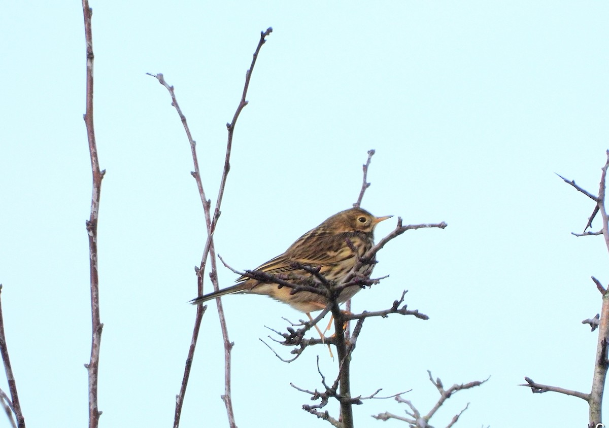 Meadow Pipit - ML647045098