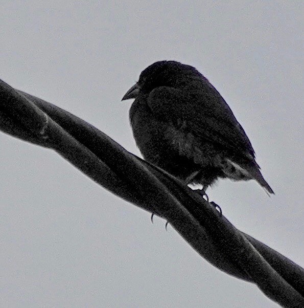 Common Cactus-Finch - ML647045101