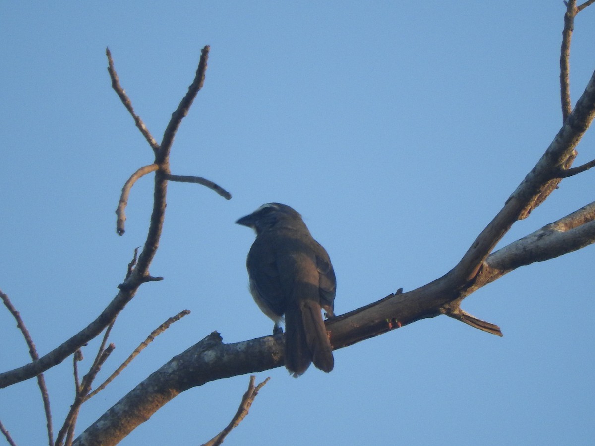 Cinnamon-bellied Saltator - ML647045110