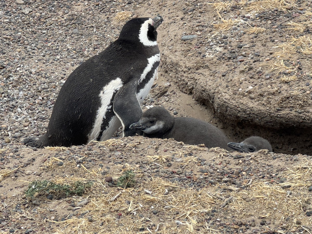 Magellanic Penguin - ML647045111