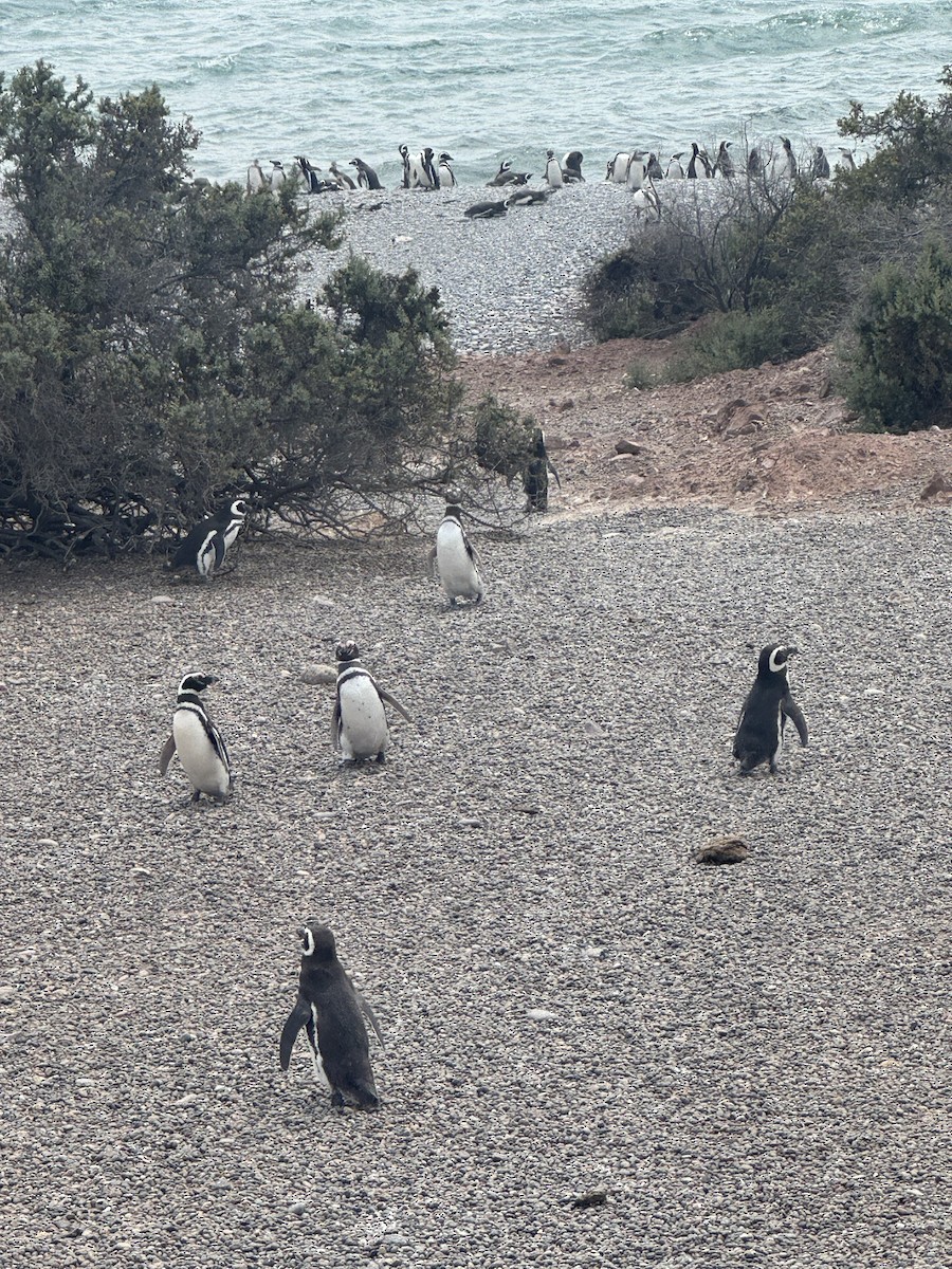 Magellanic Penguin - ML647045112