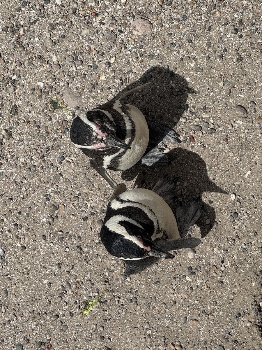 Magellanic Penguin - ML647045113