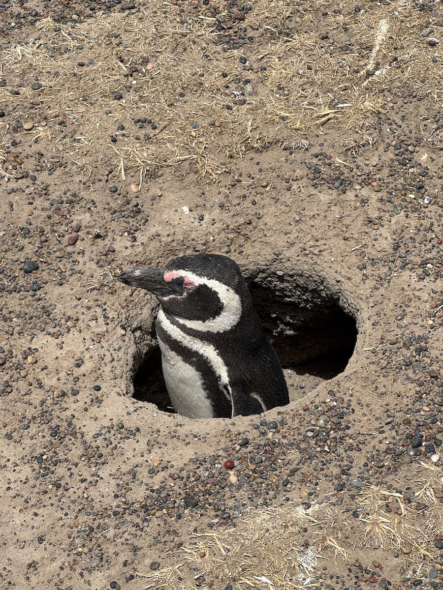 Magellanic Penguin - ML647045114