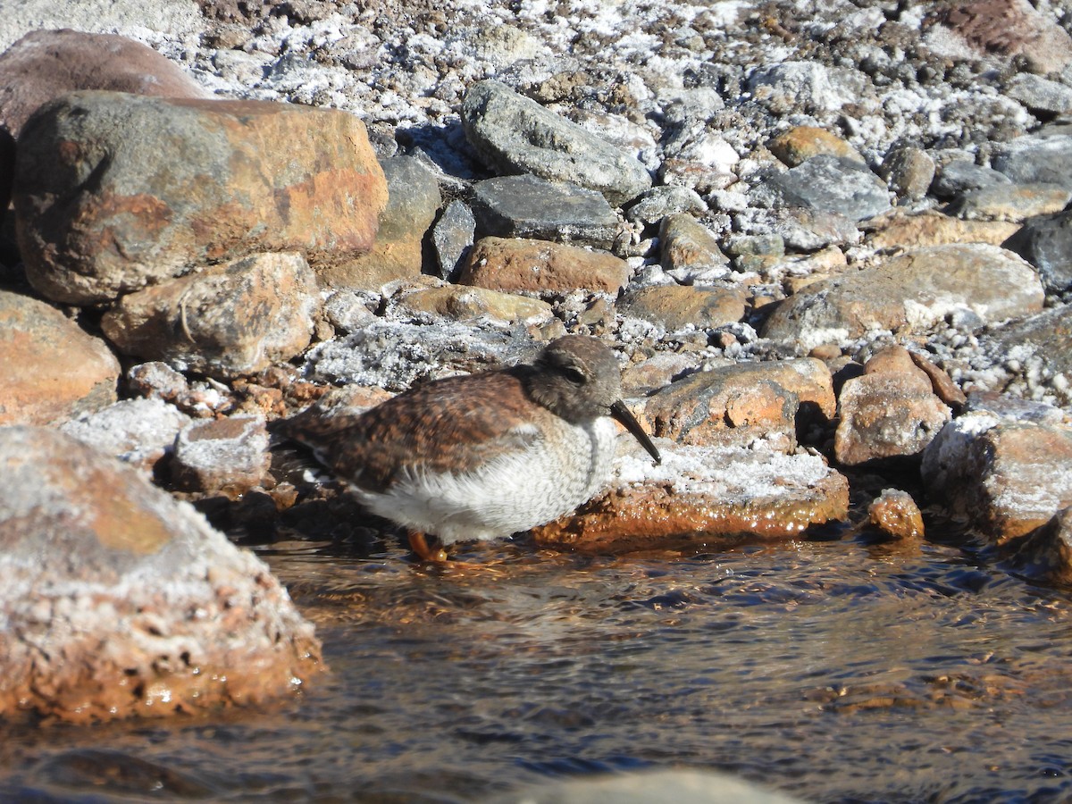 Diademed Sandpiper-Plover - ML647045115