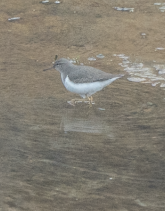 Spotted Sandpiper - ML647045117