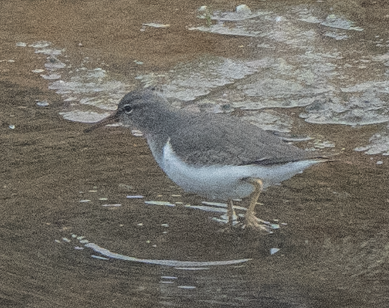 Spotted Sandpiper - ML647045118