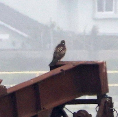 Red-tailed Hawk - ML647045119