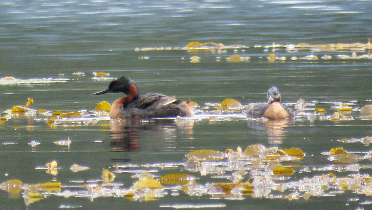 Great Grebe - ML647045121