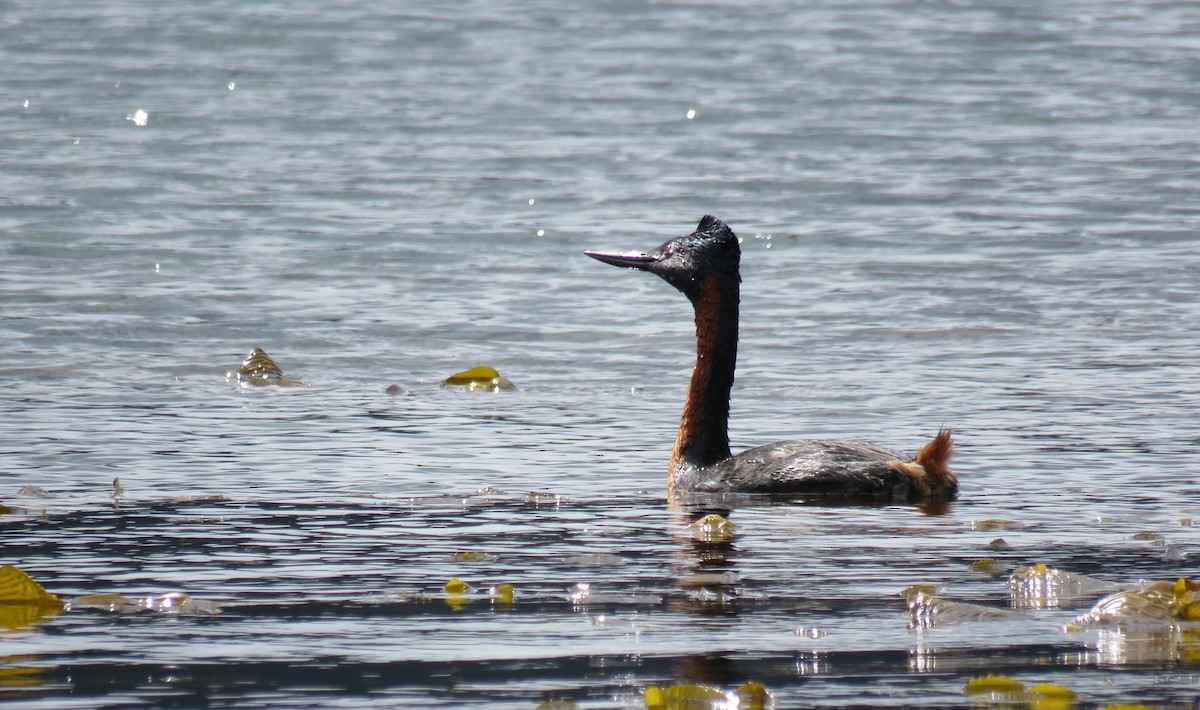 Great Grebe - ML647045122