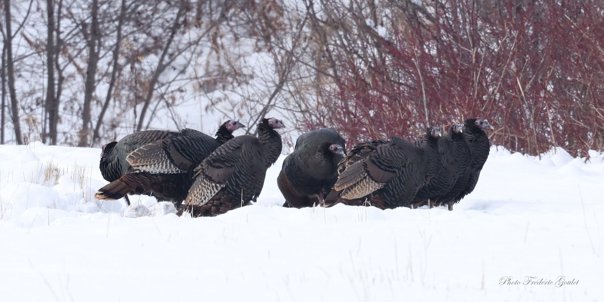 Wild Turkey - ML647045123