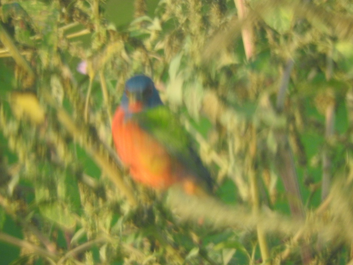 Painted Bunting - ML647045124