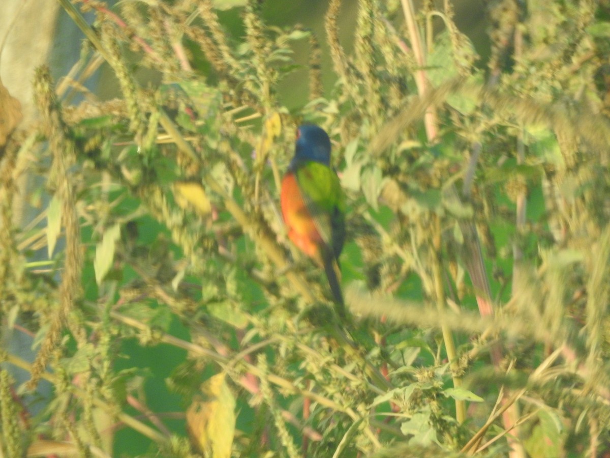 Painted Bunting - ML647045125