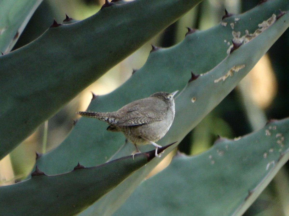 Northern House Wren - ML647045127