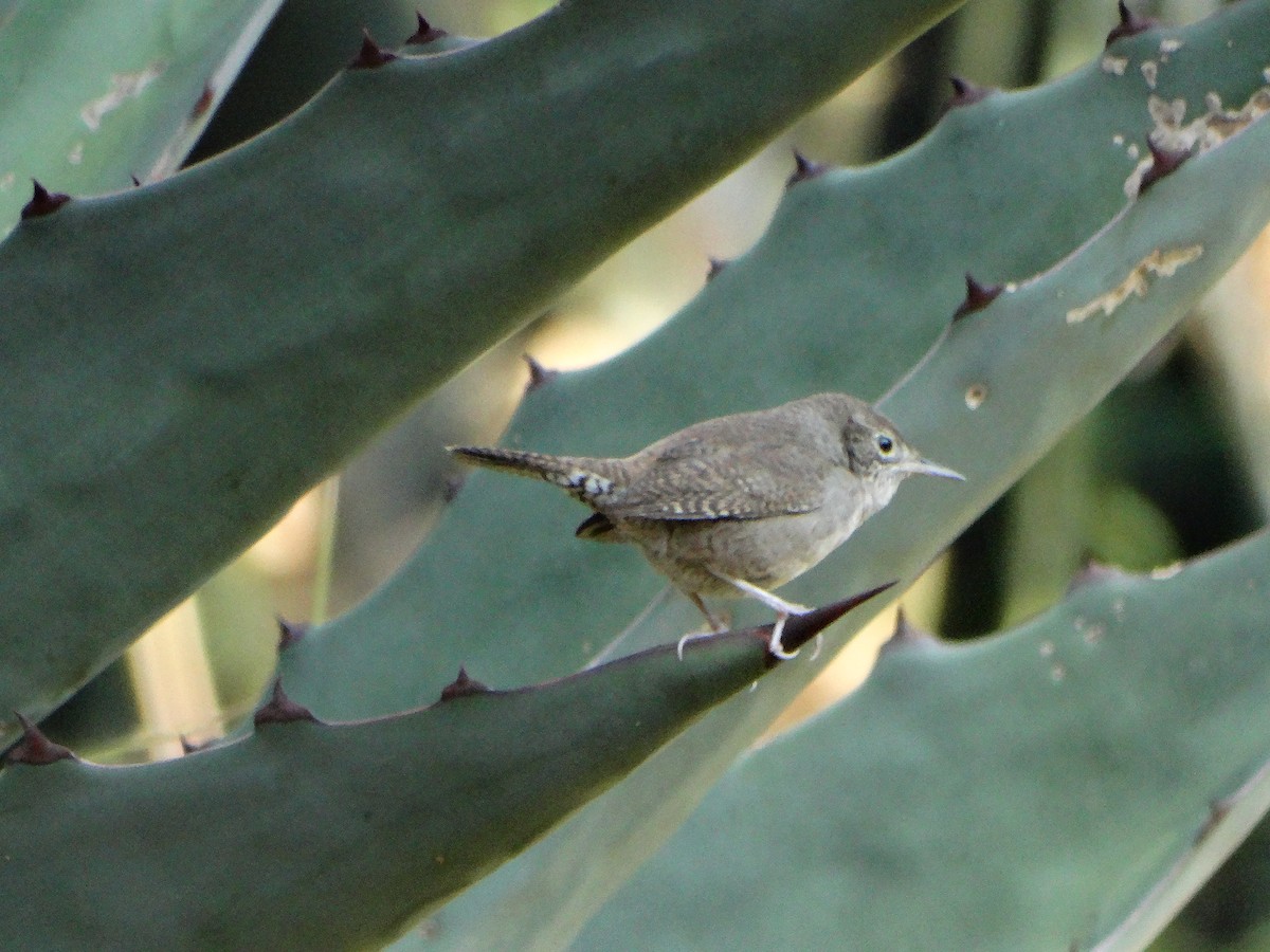 Northern House Wren - ML647045129