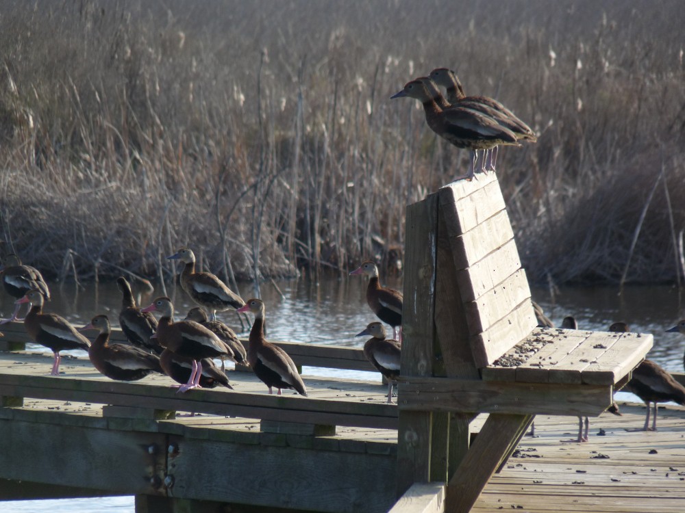 Black-bellied Whistling-Duck - ML647045130