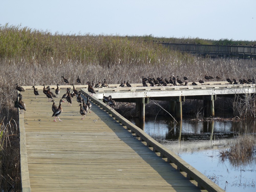 Black-bellied Whistling-Duck - ML647045131