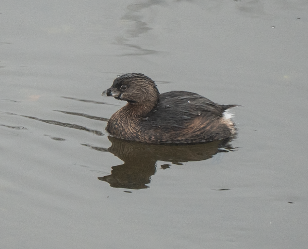 Pied-billed Grebe - ML647045132
