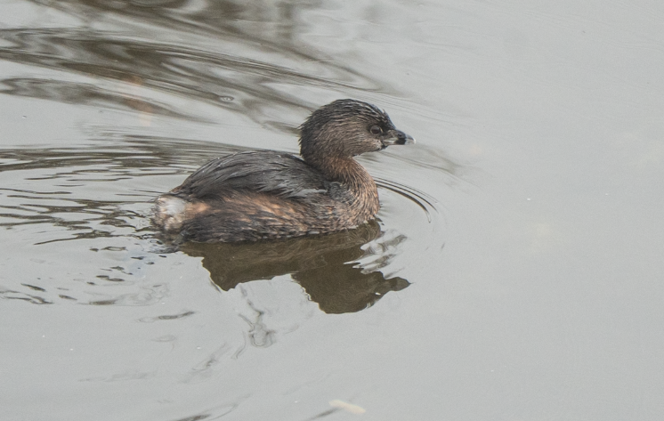 Pied-billed Grebe - ML647045133