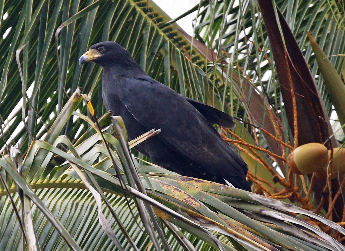 Common Black Hawk - ML647045146