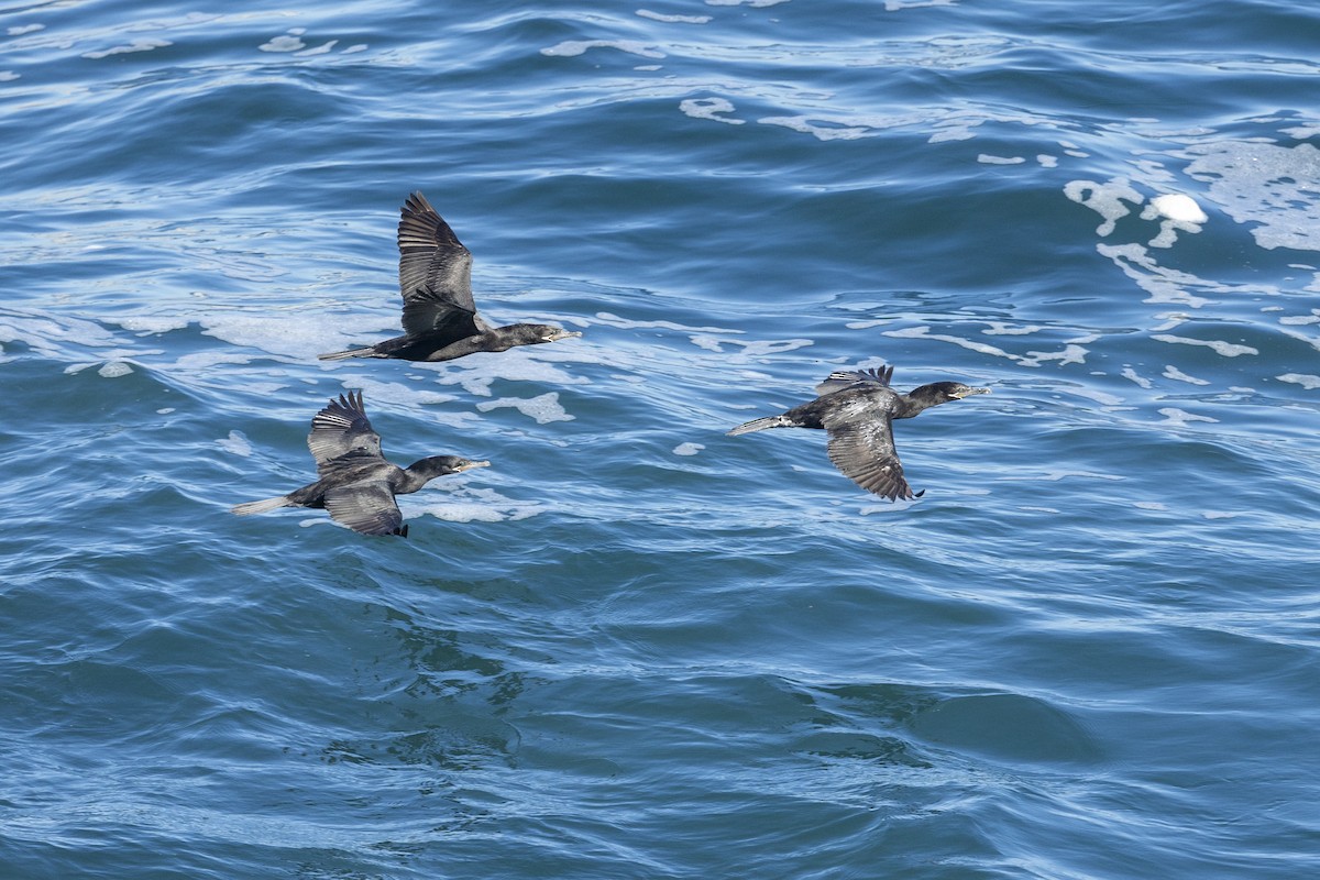 Neotropic Cormorant - ML647045148