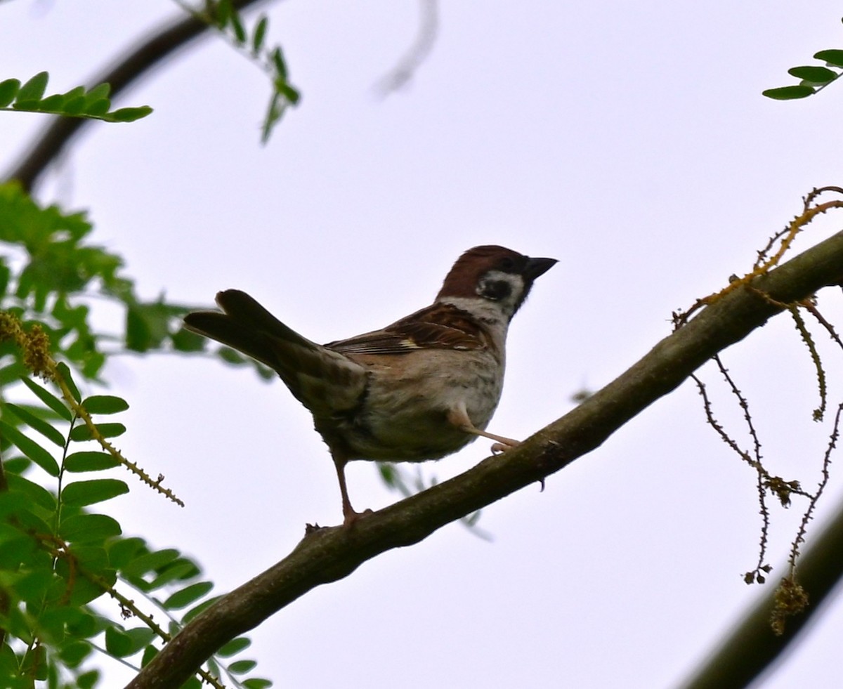 Eurasian Tree Sparrow - ML647045149