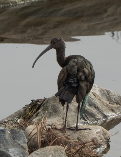 White-faced Ibis - ML647045155