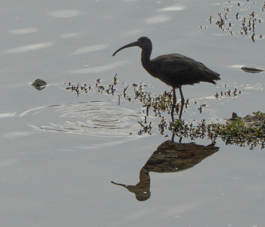 White-faced Ibis - ML647045156