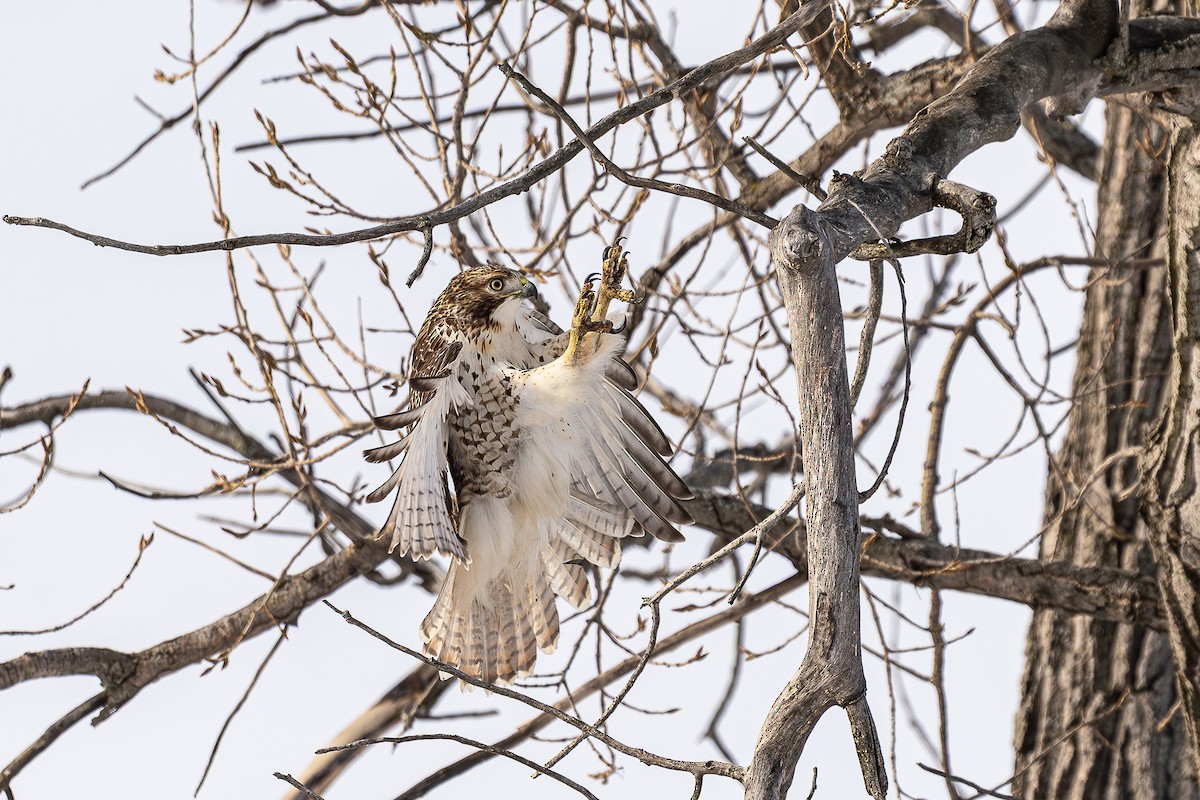 Red-tailed Hawk - ML647045158