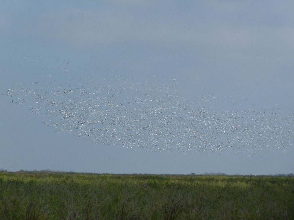 Snow Goose - ML647045159