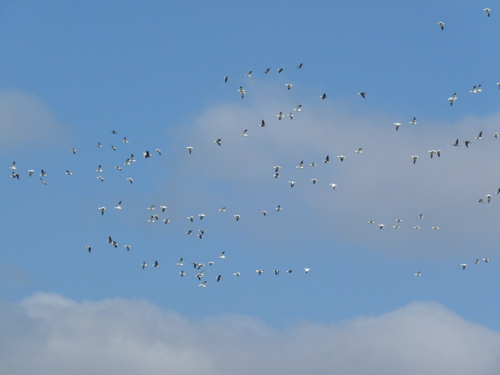 Snow Goose - ML647045161