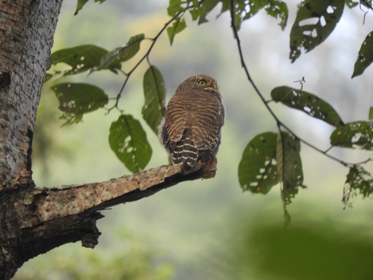 Asian Barred Owlet - ML647045164