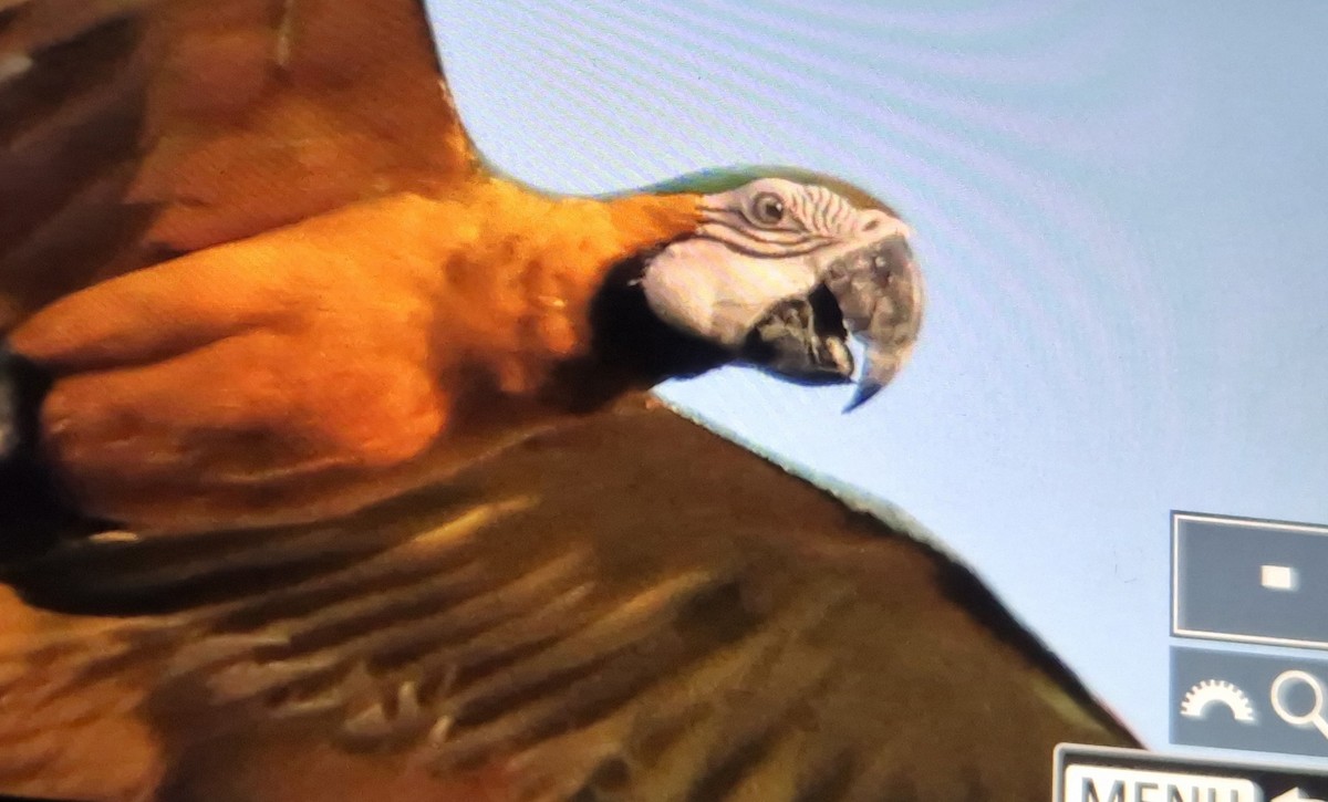 Blue-and-yellow Macaw - ML647045165