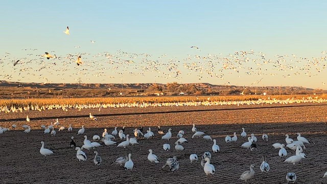 Snow Goose - ML647045166