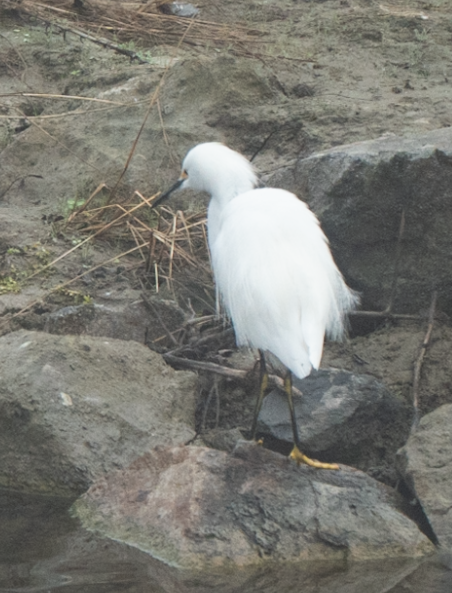 Karbeyaz Balıkçıl - ML647045167