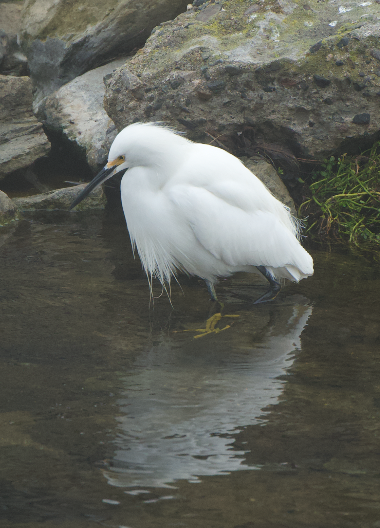 Karbeyaz Balıkçıl - ML647045168