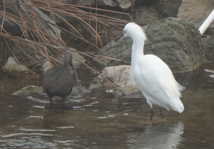 Karbeyaz Balıkçıl - ML647045169