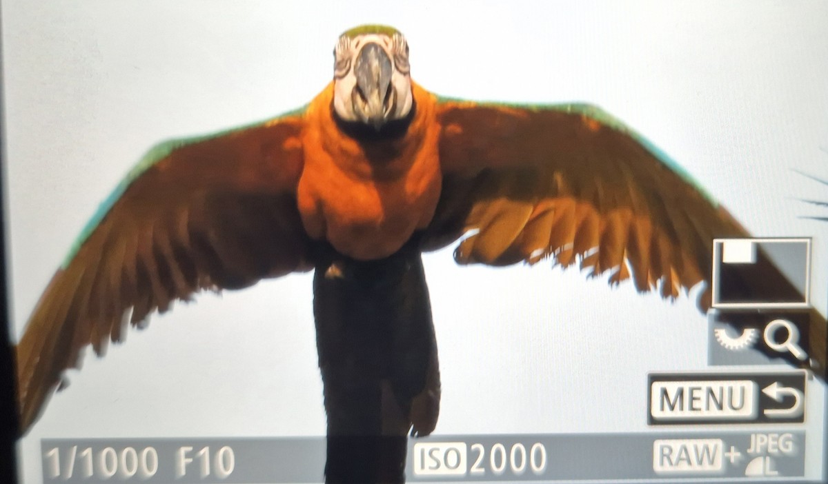 Blue-and-yellow Macaw - ML647045171