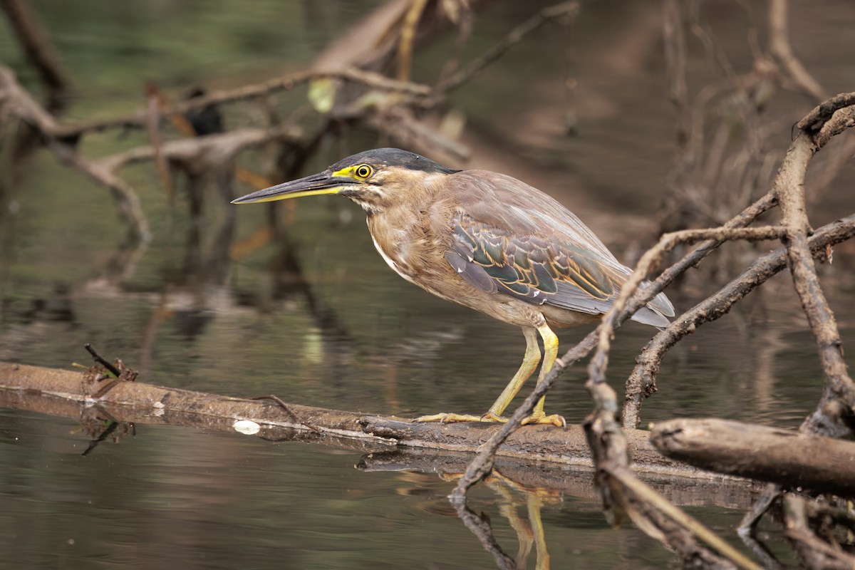 Little Heron - ML647045172