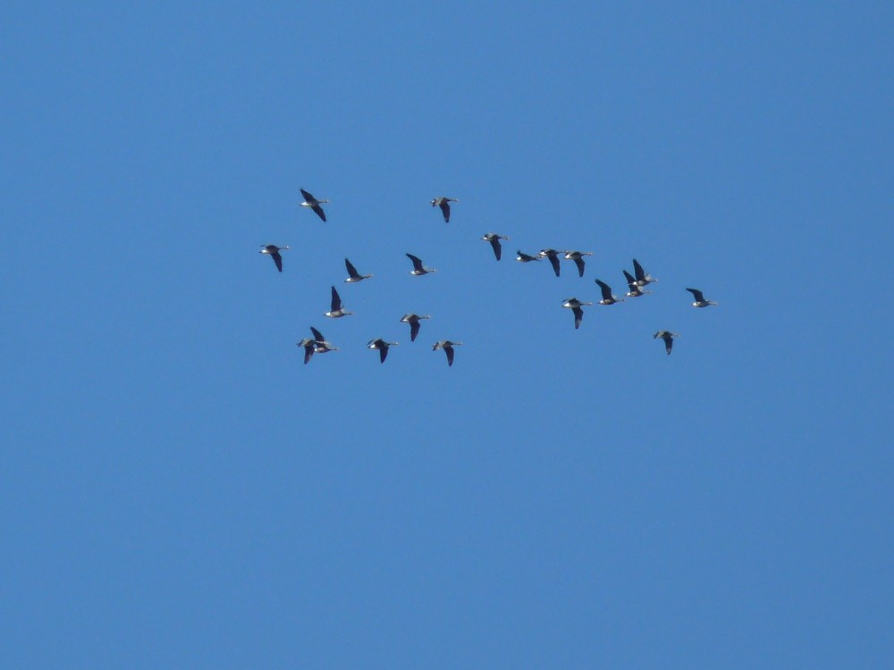 Greater White-fronted Goose - ML647045176