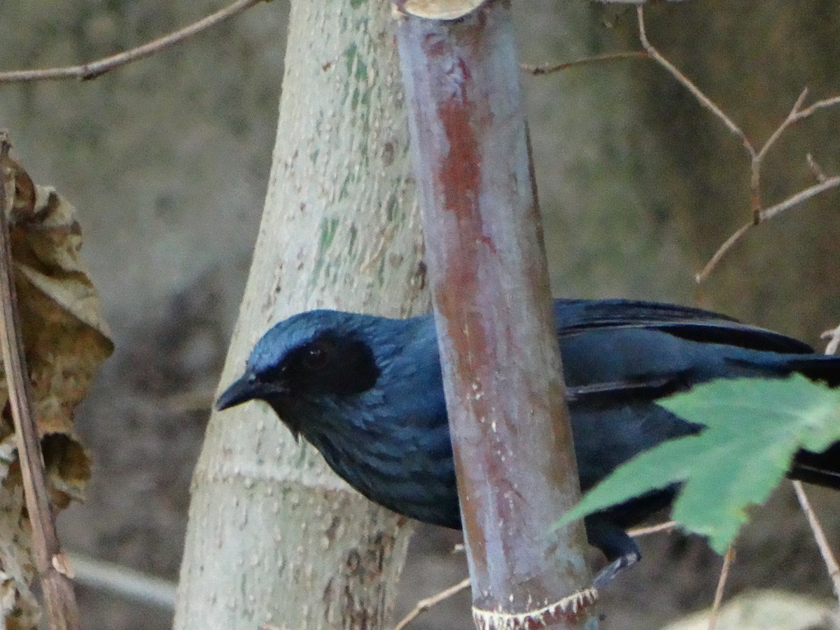 drozdec modrý - ML647045177