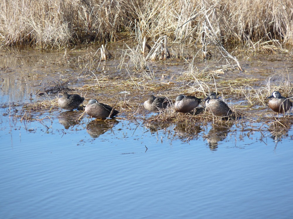 Blue-winged Teal - ML647045179